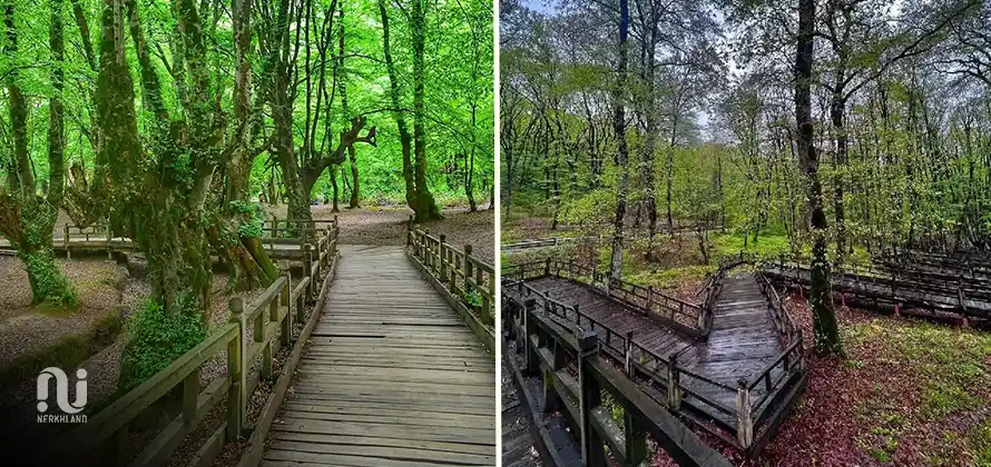 جنگل النگدره؛ تابلوی نقاشی پاییزی در قلب گلستان