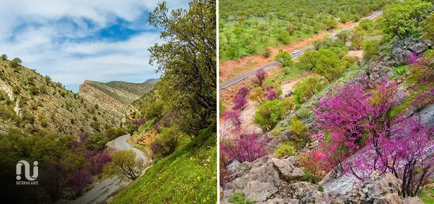 تنگه ارغوان؛ نگین ارغوانی زاگرس در قلب ایلام