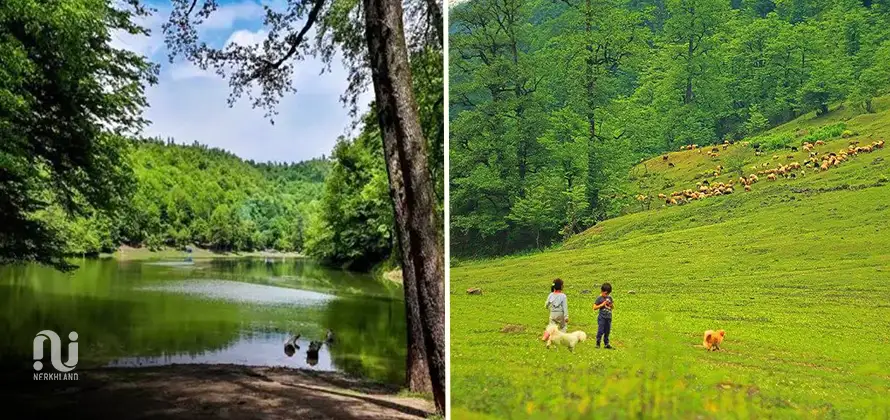 جنگل لفور؛ گل سر سبد هیرکانی